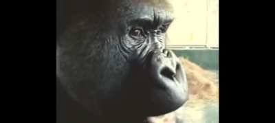 Posting a video of a gorilla eating an apple every day until I get a girlfriend. Day 4