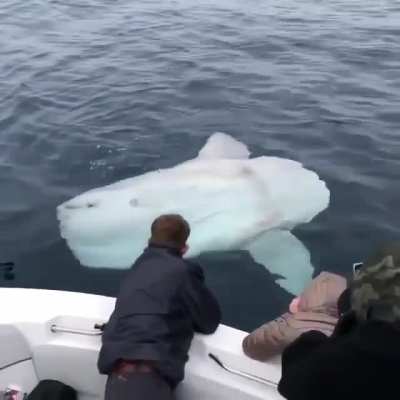 This sunfish