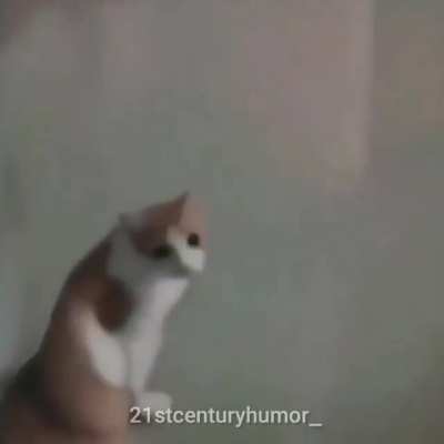 Sus