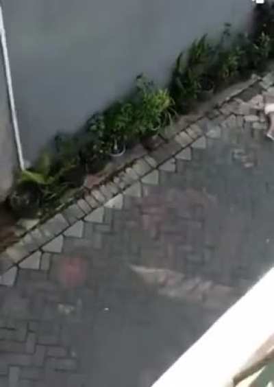 Monkey rides a bicycle
