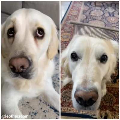 &ldquo;NO BRUSHY&rdquo; boi vs. &ldquo;pls gib c&ouml;mb&rdquo; boi