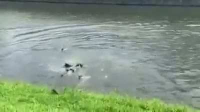 Several years ago in Singapore, otters started showing up at this river. Now there are otter gang wars fighting over its territory.