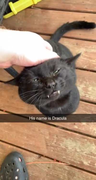 Thought I&rsquo;d share him and his fangs