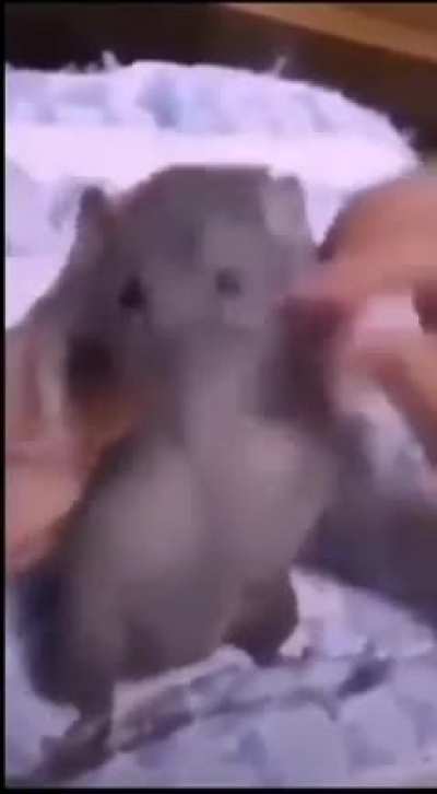 rat on 40 Benadryls