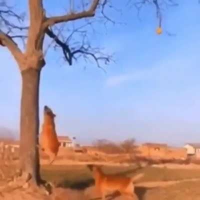Dog running up tree to get ball!