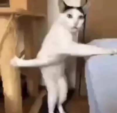 wtf woah cat