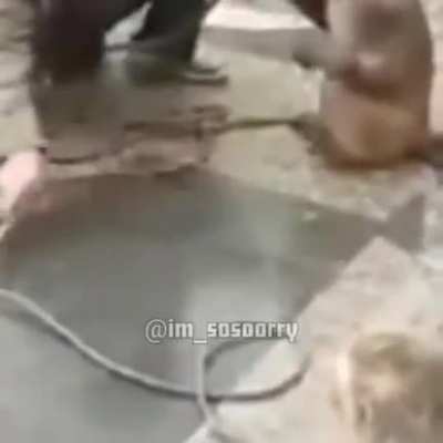 Ape