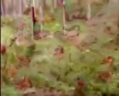 Cursed_forest