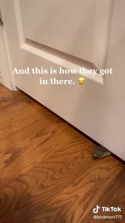 Mission: Impossibirb