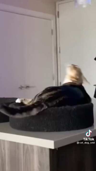 Aggressive licking