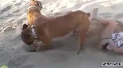WCGW kicking a really tired dog on the sand
