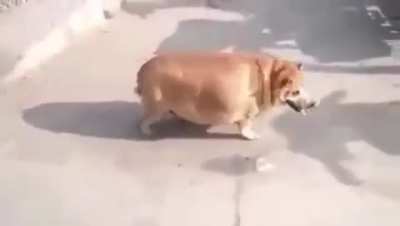 N sei se devo rir, achar fofo ou sentir pena