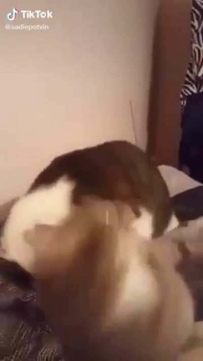Never heard a cat make that sound