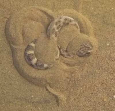 Saharan Sand Viper Disappearing Act