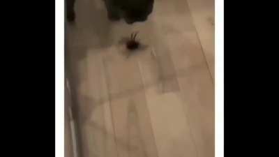Aracnodogbia