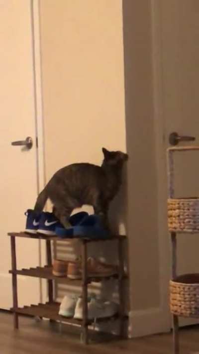 You can take the cat out of the barn but you can&rsquo;t take the barn out of the cat&hellip;.Featuring a classic, well deserved ending.