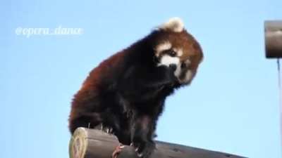 Clever Panda