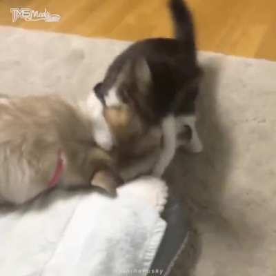 Dog