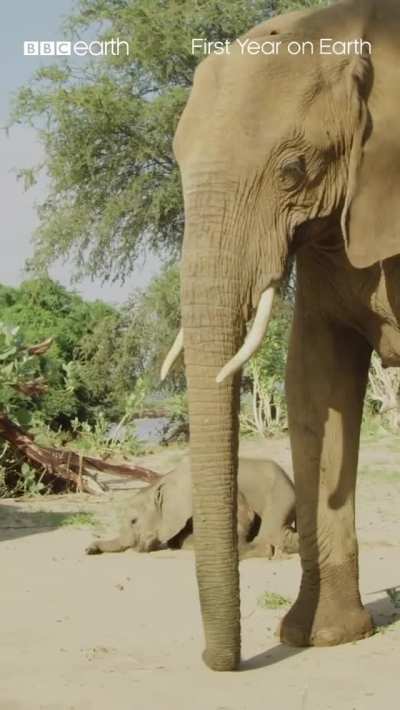 Baby elephants are so clumsy