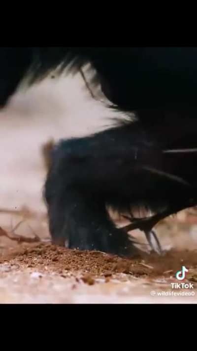 Rock Rat's Last Stand against Honey Badger.