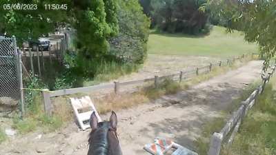 In the spirit of VERY BRAVE horses, I give you Hank and the horse-eating road block signs