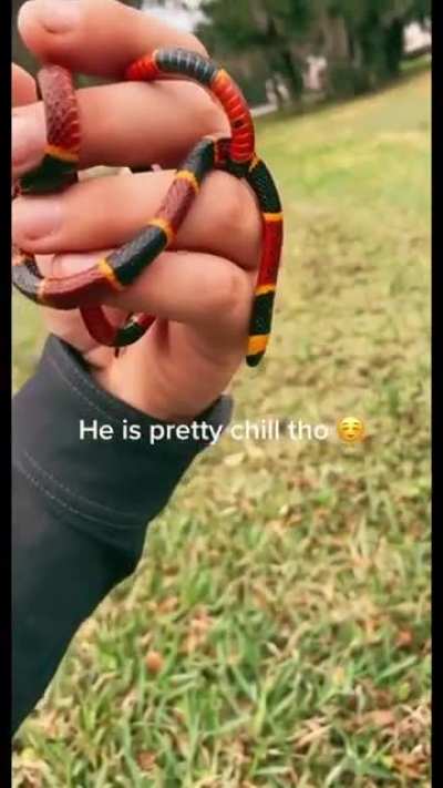 Red Touches Yellow Will Kill A Fellow