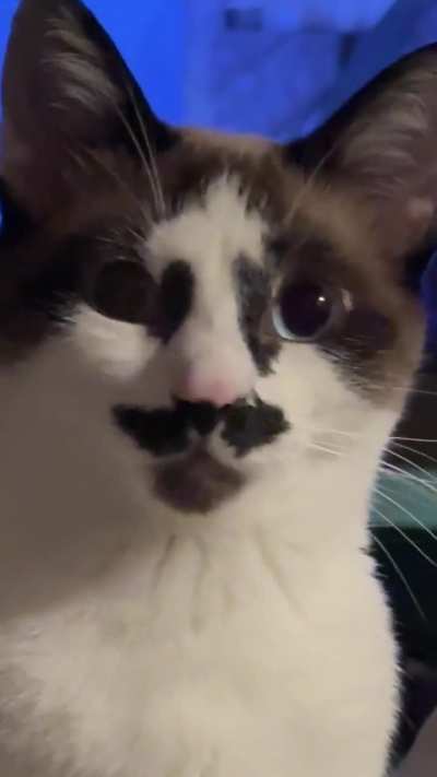 My cat being cute n shit while consuming my daily dose of LaFave.