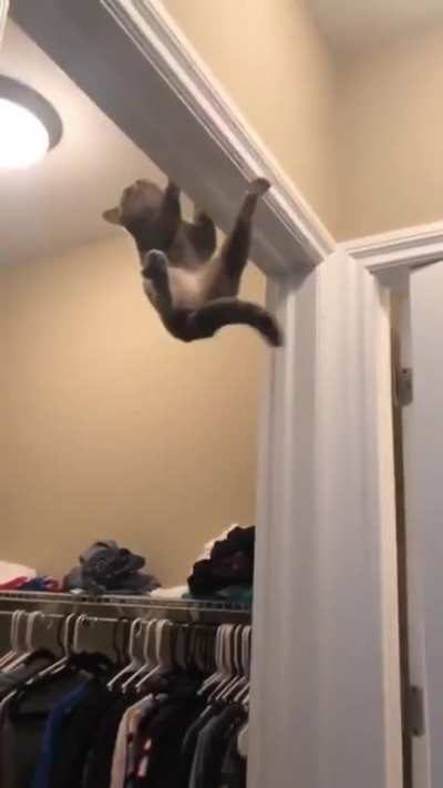 Ninja
