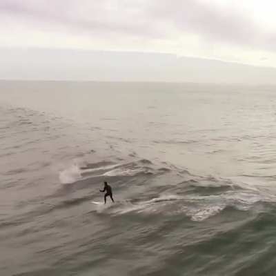 Surfing with huge dolphins.