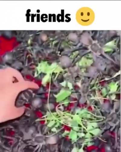 friends 🙂