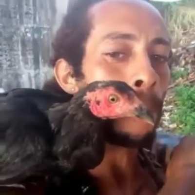 O papagaio lindo