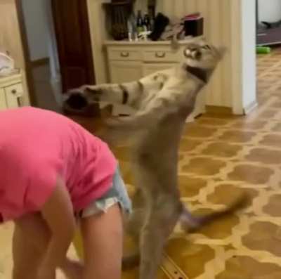 face..........paw
