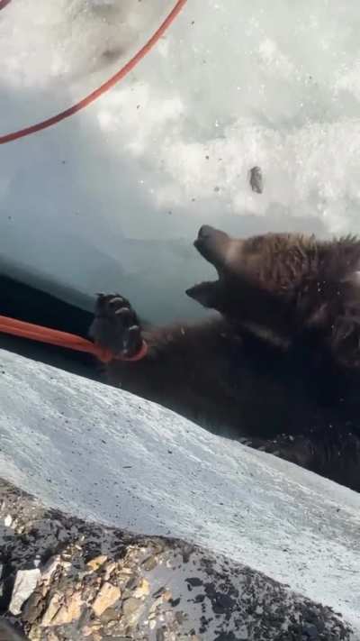 Group Of Indian Men save a bear cub at 16,500 feet