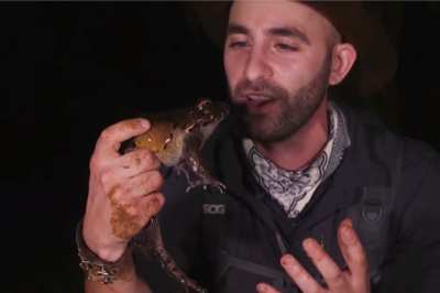 frog