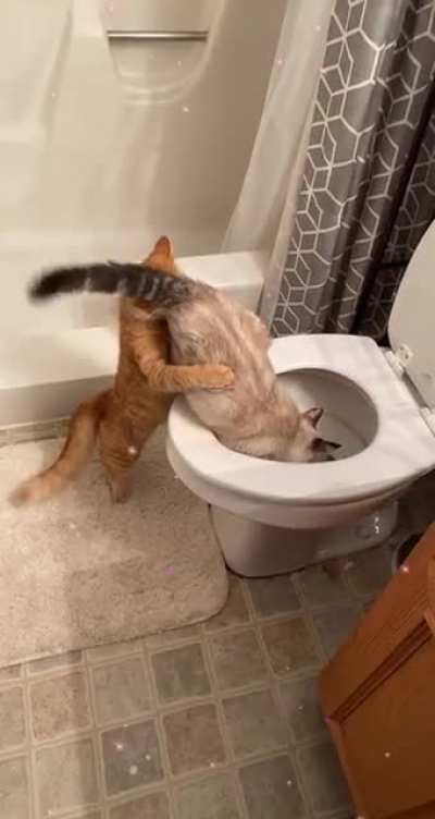 I think I need to give my cats the &ldquo;talk&rdquo;.