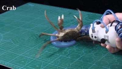 Researchers at the Harvard John A. Paulson School of Engineering and Applied Sciences (SEAS) and Beihang University have developed an octopus-inspired soft robotic arm that can grip, move, and manipulate a wide range of objects.