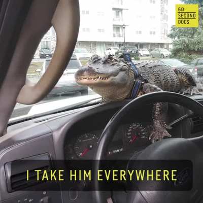 Wally The Support Gator