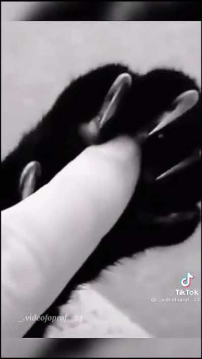 I&rsquo;m simping over a cat rn