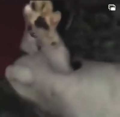 Gato do monark