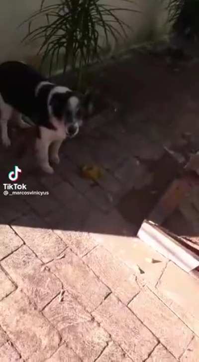 osvaldo