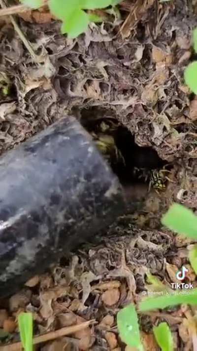How to remove southern Yellow Jackets