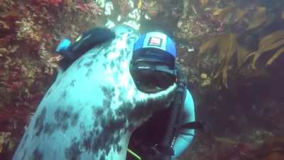 The seal needed a hug so the diver gave it