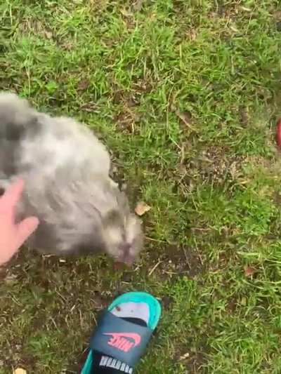 Our rooster is the friendliest of the bunch, and we&rsquo;re pretty sure he thinks he&rsquo;s a puppy