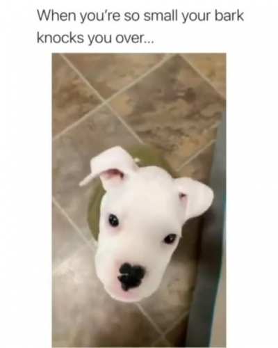 Woof.