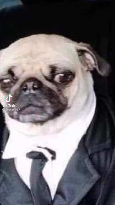 quiero un pug pero los cabrones estan bien caros