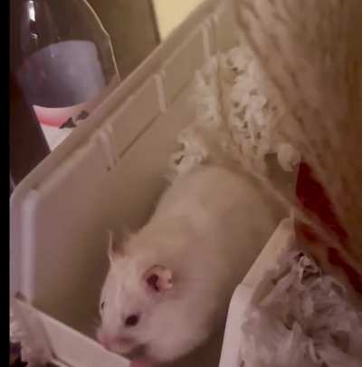 Fast motion tour of Bubba&rsquo;s cage, courtesy of Bubba in a silly mood. Glimpses of her Grabbies doing what hamster Grabbies do throughout.