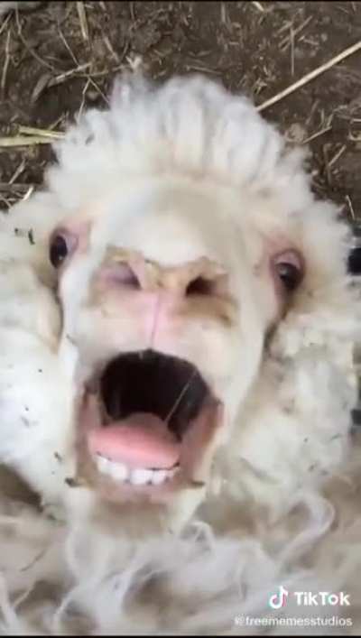 The sheep goes..
