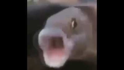 pog&aacute;csahal.mp4