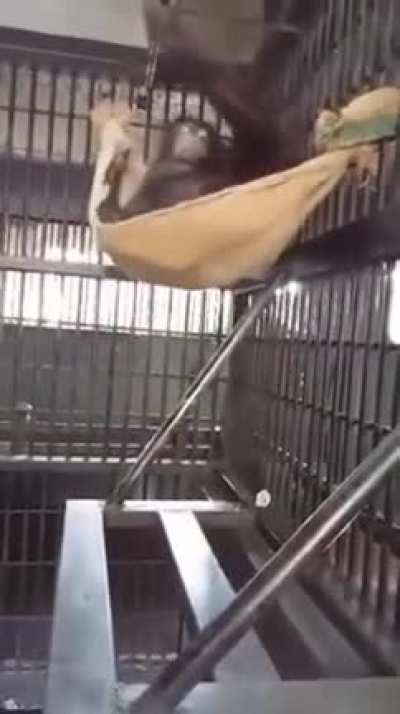 Clever monkey...
