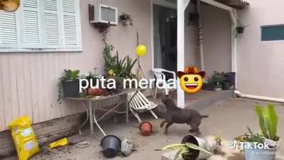baaahh
